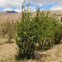 باغ انار بالش آباد