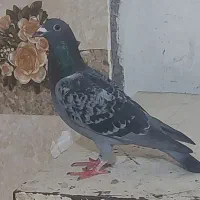 پلاکی چاپی گرفتنی صبح با دام