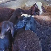 بره نر|حیوانات مزرعه|سنندج, |دیوار