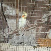 ۱۰عدد عروس هلندی ۲عدد مرغ مینا و ۳عدد فنچ|پرنده|بوکان, |دیوار