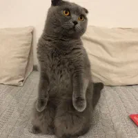 گربه بریتیش شورت‌هیر