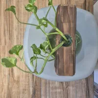 گلدان دکوری چوبی شیشه ای حاوی گیاه پتوس ارتشی|گل و گیاه طبیعی|تهران, نارمک|دیوار