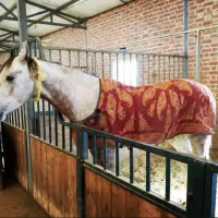 نیروی باشگاه