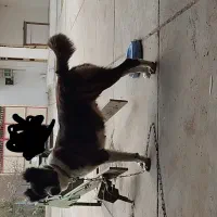 واگذاری سگ|سگ|اهواز, اهواز|دیوار