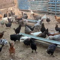 مرغ تخم گذار