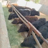 گوساله لاغردورگکوردی سیاهمال میاندوآب|حیوانات مزرعه|پیشوا, |دیوار