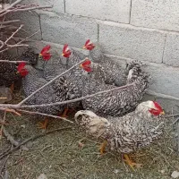 خروس ۶ ماهه چاق پیلیموت
