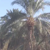 کارگری و درخت