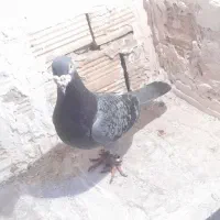 کفتر المانی و رنگه