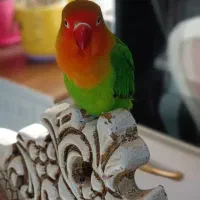 طوطی برزیلی