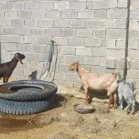 بز کهره دار و شیری پاکستانی گوسفند