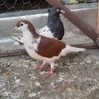 کفتر|پرنده|گرگان, |دیوار