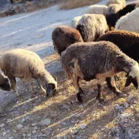 میش آبستن داشتی