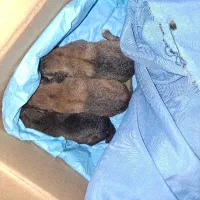 واگذاری ۳ توله سگ فوری