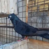 کبوتر طوقی درجه یک|پرنده|فردیس, شهرک ناز|دیوار