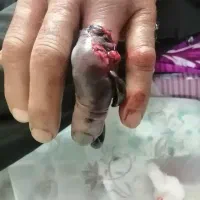 زالو درمانی و حجامت درطب سنتی با ۸ سال سابقه کار|خدمات آرایشگری و زیبایی|سبزوار, شرق کال میانی|دیوار