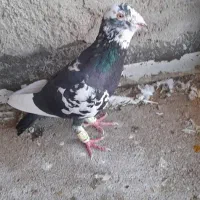 گوره|پرنده|اهواز, شریعتی جنوبی|دیوار