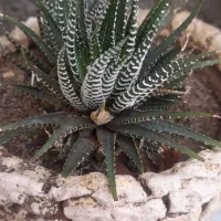 فروش گل طبیعی