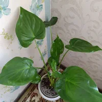 گل طبیعی خاص و کلکسیونی باباآدم قلبی