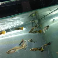 گوپی رد و بلو|ماهی|تربتحیدریه, منصوریه|دیوار