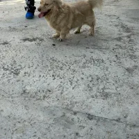 سگ .|سگ|قرچک, مهدیه|دیوار