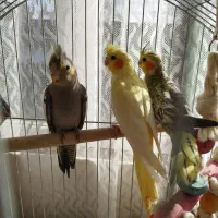 چند عددعروس هلندی لتینو گلباقالی سالم|پرنده|رودسر, |دیوار