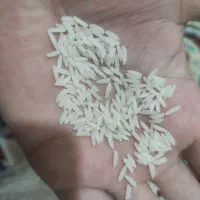 برنج دمسیاه و فجرنود روزه.