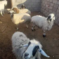 ۷عدد کاور بره