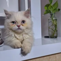 گربه پرشین ماده ۵ ماه