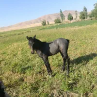 اگر خریداری زنگ بزن