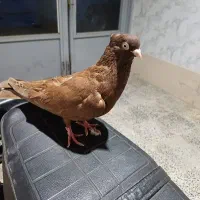 یجفت ماده ابادانی|پرنده|شهرکرد, |دیوار