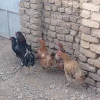 مرغ و خروس جوان