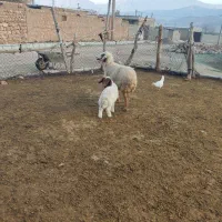 شک اول ورک درجه یک بدون عیب