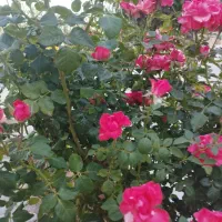 فرش دست دوم لاکی مناسب باغ