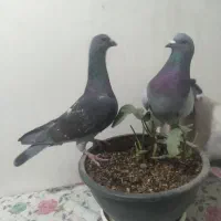 کبوترتاختی