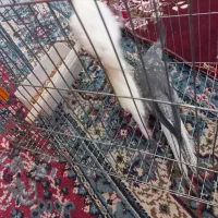 عروس هلندی|پرنده|آبیک, |دیوار