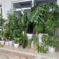 گل طبیعی