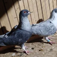 موشی نقره‌ای