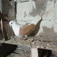 چند عدد کبوتر بفروش میرسد