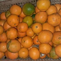 حدود ۱۳۰۰کیلو پرتقال تامسون سایز متوسط