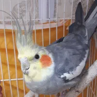 عروس‌هلندی