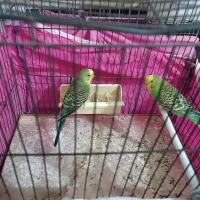 مرغ عشق مولد