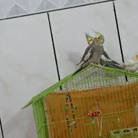 عروس هلندی|پرنده|دامغان, |دیوار