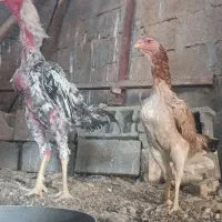 شامو اوشامو مرغ خروس