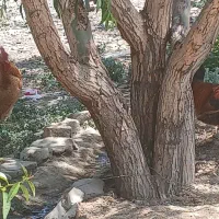 خروس .  فروشی .  سالم