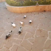 ‌کبوتر سینه سیاه و کله زرد دم سیاه نر