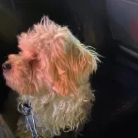 تریر|سگ|اردبیل, |دیوار