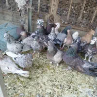 همدانی سرور|پرنده|اصفهان, ارغوانیه|دیوار