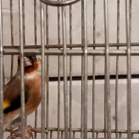 سهره قفسی|پرنده|خمینیشهر, |دیوار