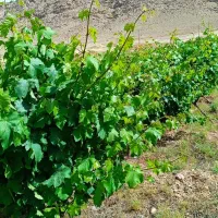 باغ|فروش زمین و ملک کلنگی|زرنه, |دیوار